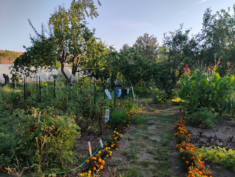 Jardin partagé 2