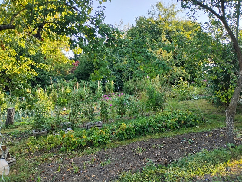 Jardin partagé 1